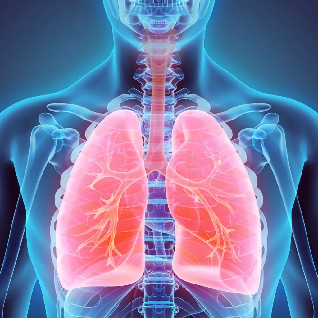 respiratory lungs
