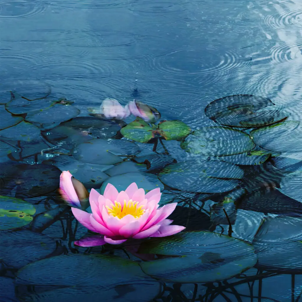 water lily